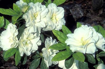 gardenia[2]